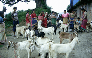Animal care