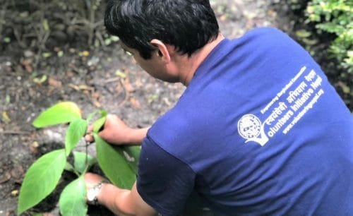 Tree Plantation