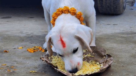 dog worship in nepal