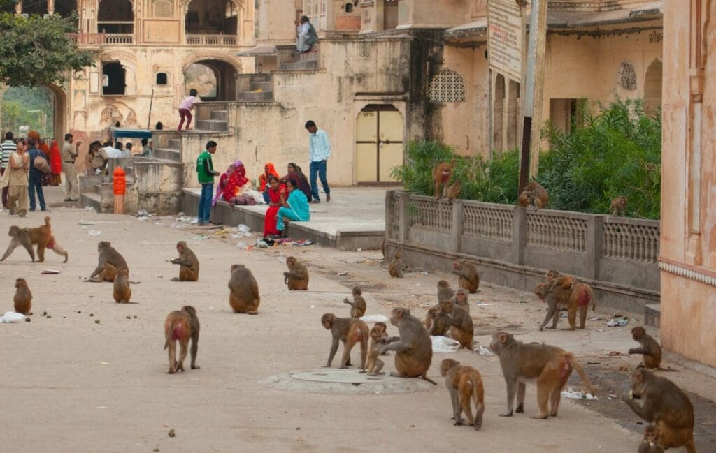 monkey in street