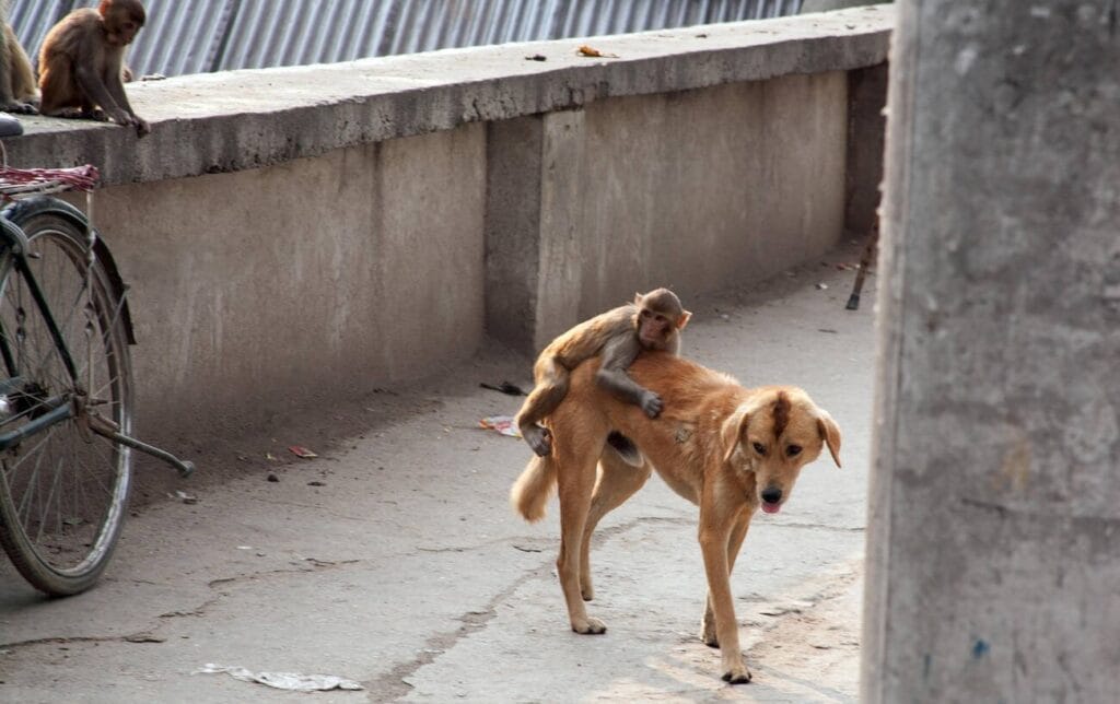 A macaque monkey riding on a street dog's